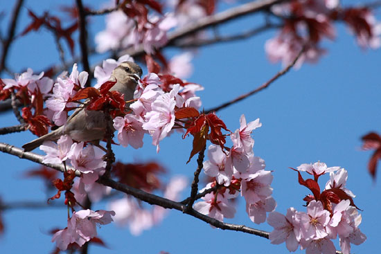 桜の頃・その１_e0235910_1502921.jpg