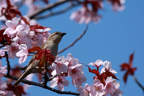 桜の頃・その１_e0235910_153148.jpg