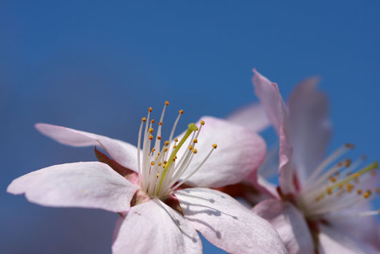 桜の頃・その１_e0235910_1534618.jpg