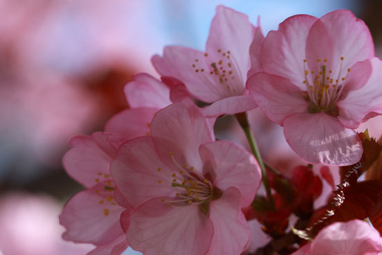 桜の頃・その１_e0235910_154830.jpg