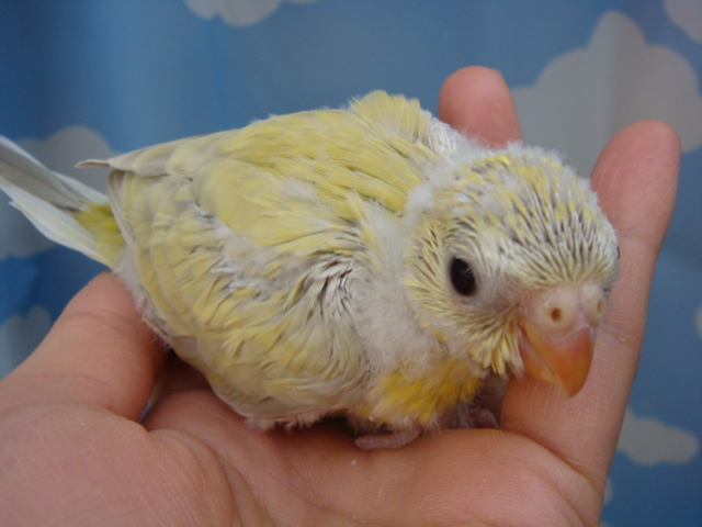 インコ・リチャードソンジリス_f0189122_1215422.jpg