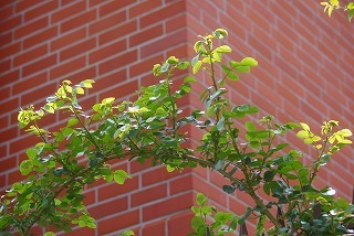 f0170524_13412320.jpg