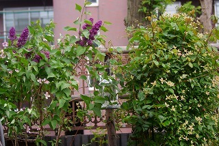 f0170524_1343474.jpg