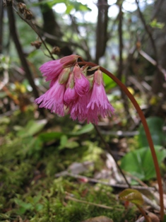 しらび平（長野県・駒ヶ根市）　2011.6.3_d0130927_1245237.jpg