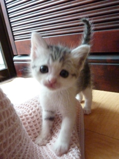 そと猫のお友だち ぐれちゃん編。_a0143140_1950939.jpg