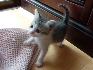 そと猫のお友だち ぐれちゃん編。_a0143140_19512684.jpg