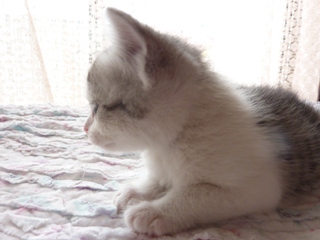 そと猫のお友だち ぐれちゃん編。_a0143140_19534540.jpg