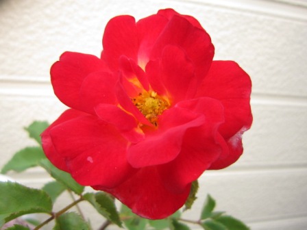 c0025140_18583.jpg