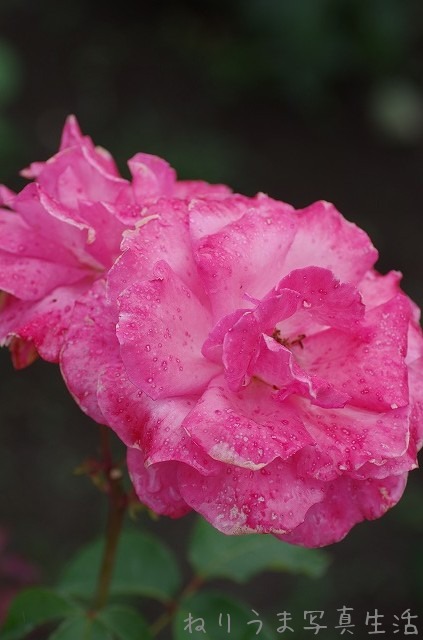 雨の神代植物公園のバラ_a0009142_17563198.jpg