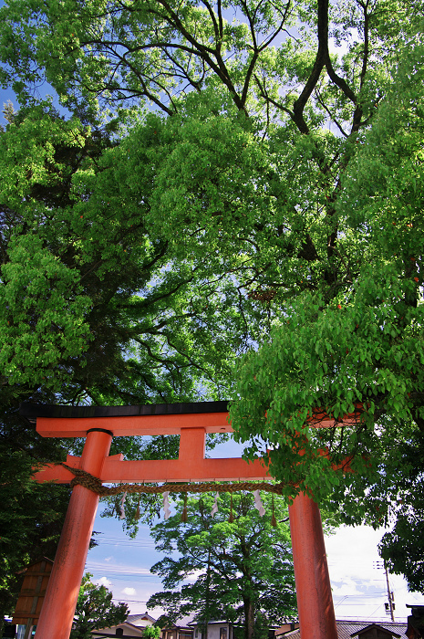 雲踊る(上賀茂神社)_f0155048_21182897.jpg