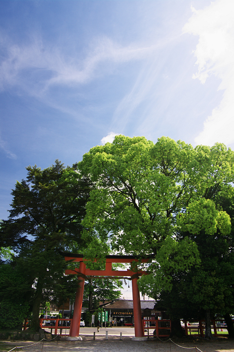 雲踊る(上賀茂神社)_f0155048_21183032.jpg