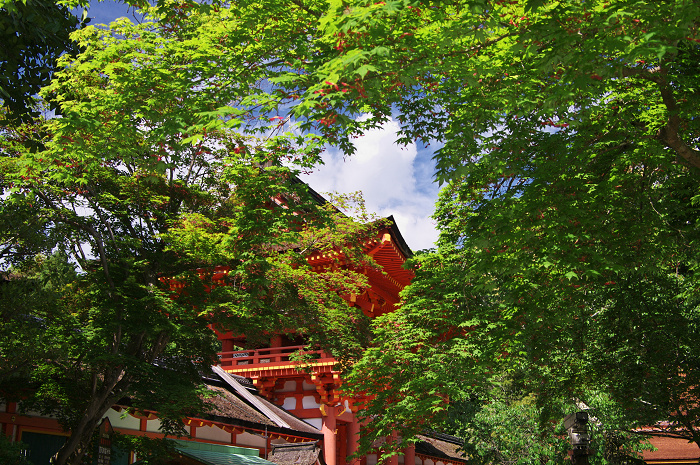 雲踊る(上賀茂神社)_f0155048_21183331.jpg