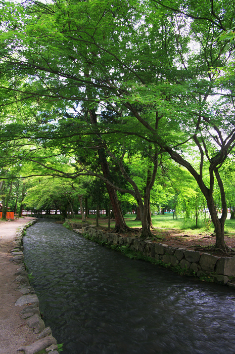 雲踊る(上賀茂神社)_f0155048_21183761.jpg