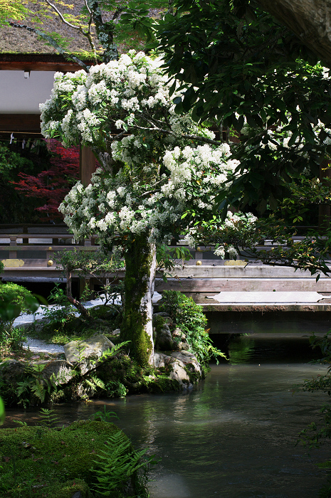 雲踊る(上賀茂神社)_f0155048_21184299.jpg