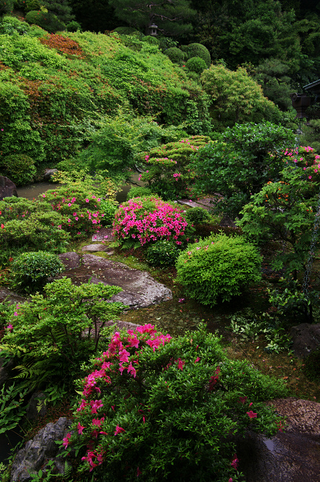 サツキ咲く智積院_f0155048_22505665.jpg