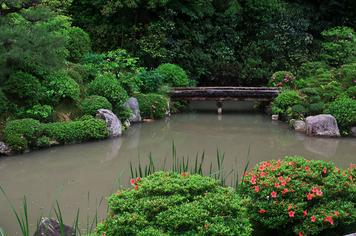 サツキ咲く智積院_f0155048_23102210.jpg