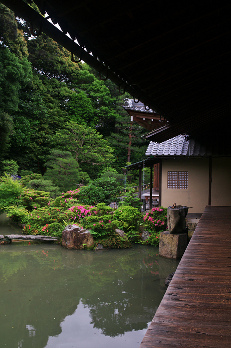 サツキ咲く智積院_f0155048_2311345.jpg