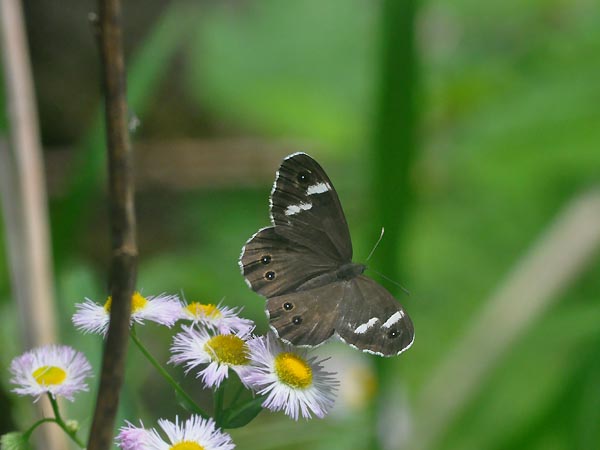 c0045352_21345392.jpg