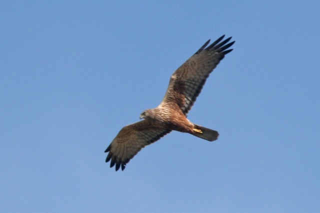 今日の野鳥_c0070654_17294195.jpg