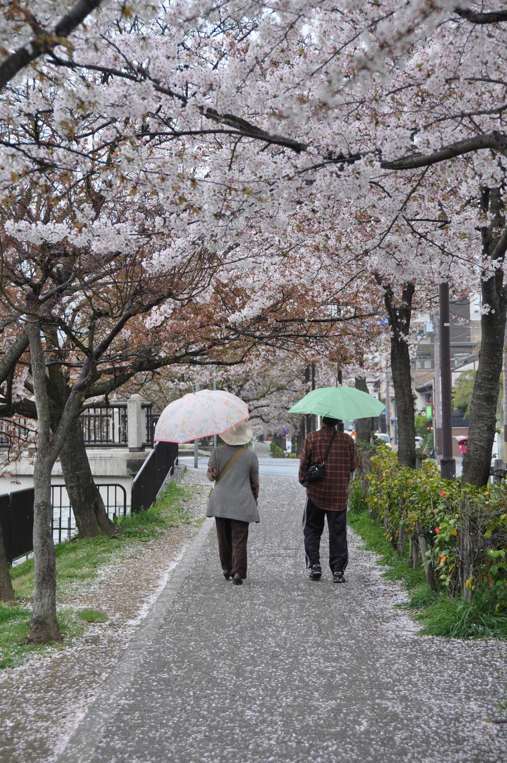 2011年 春の桜_f0065556_20131754.jpg