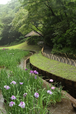 明治神宮の花菖蒲_f0214858_16305624.jpg