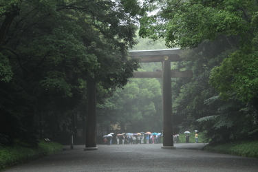 明治神宮の花菖蒲_f0214858_16361556.jpg