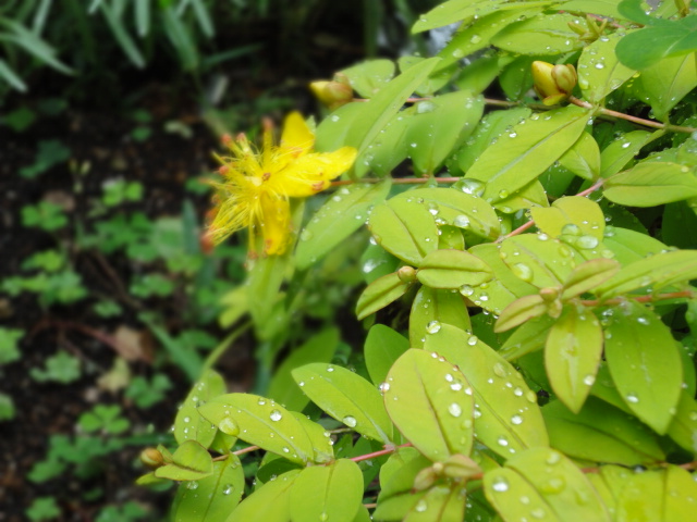 雨の中_f0074659_23242416.jpg