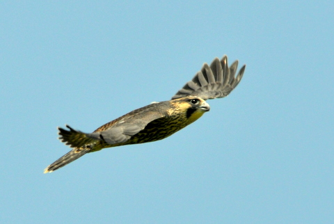 b0165760_16563783.jpg