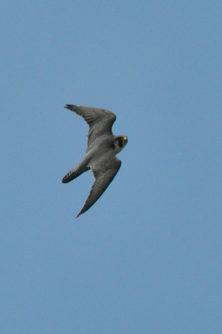 b0165760_1775038.jpg