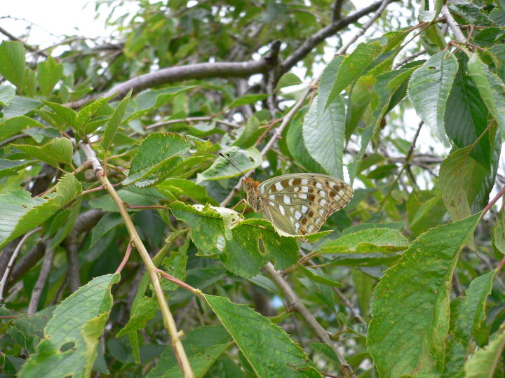 b0167762_22582312.jpg