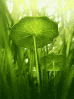 a0063364_22432615.gif