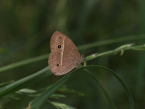 f0208666_11517.jpg