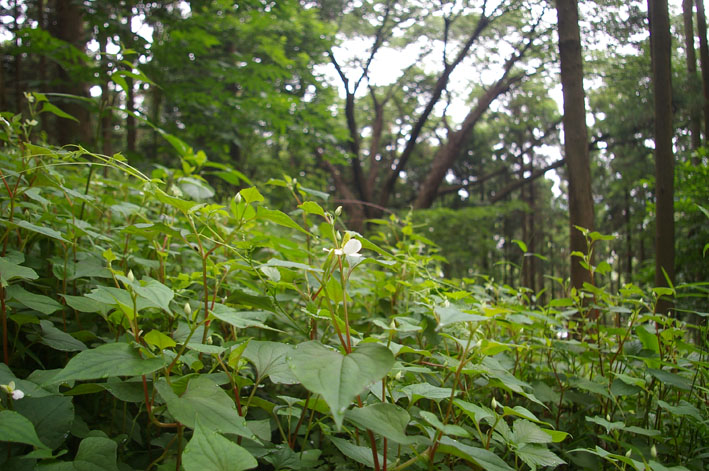 里山ってなんだ！第7回「生物の多様化」２　ドクダミ_c0014967_9202869.jpg