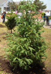 埼玉県植樹祭_e0123469_671341.jpg