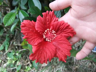 冬の沖縄おさんぽ旅2011 - むら咲むら(2) 工房体験-_b0208577_1256639.jpg