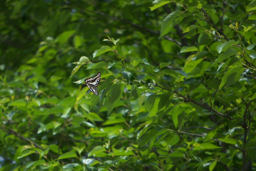 岡山県のミカドアゲハ探索（5月14-15日）_f0090680_16314766.jpg