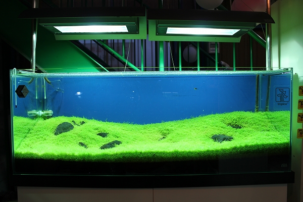 店内水草レイアウト水槽模様替え 初夏の彩 水草レイアウト水槽日記 ペットバルーン水草部 店内水草レイアウト水槽模様替え 初夏の彩 水草レイアウト水槽日記 ペットバルーン水草部