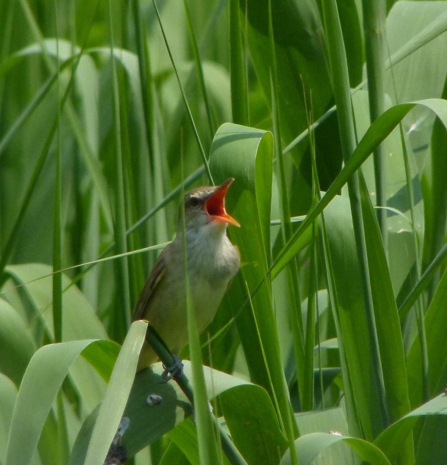 かしましい　オオヨシキリ_f0201084_21362226.jpg