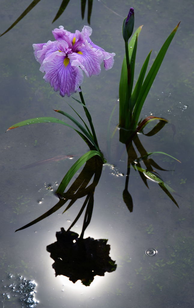 薄日の中の花菖蒲_e0169286_21424656.jpg