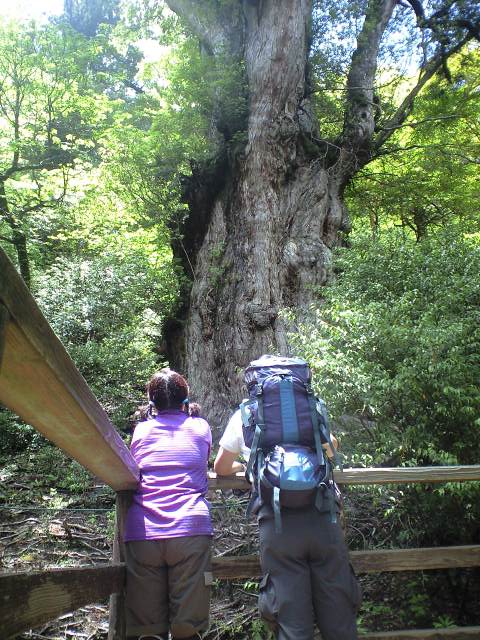 5月27日 縄文杉ツアー_f0220093_16353268.jpg