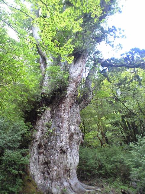 5月27日 縄文杉ツアー_f0220093_16354356.jpg