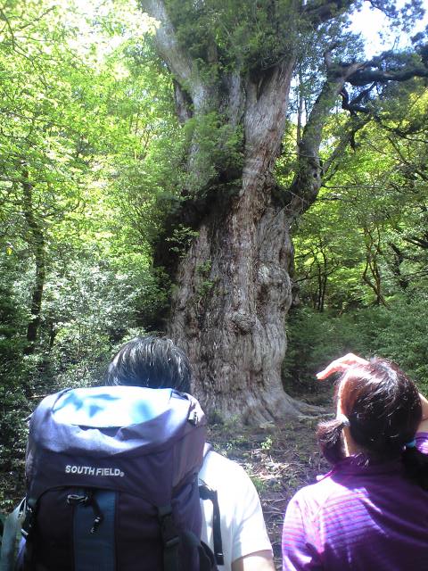 5月27日 縄文杉ツアー_f0220093_16355766.jpg