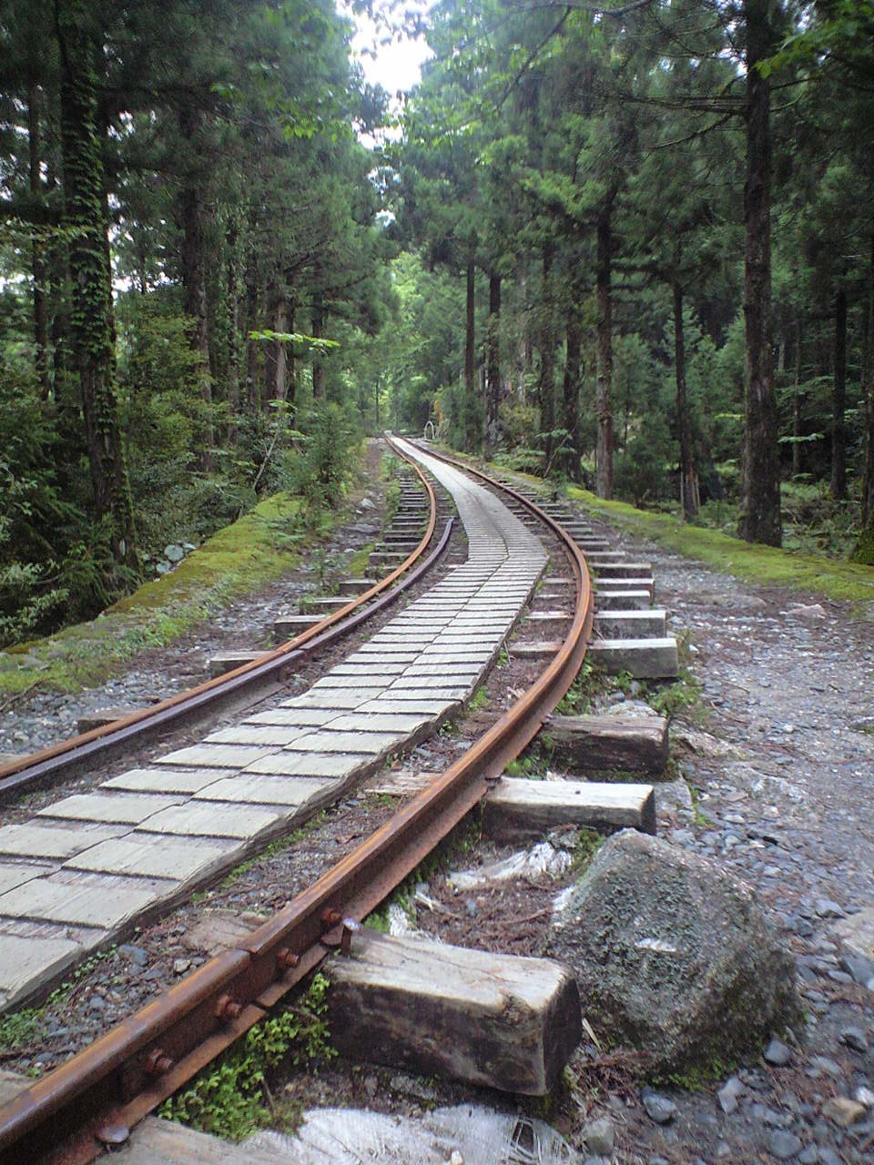 5月27日 縄文杉ツアー_f0220093_16362485.jpg