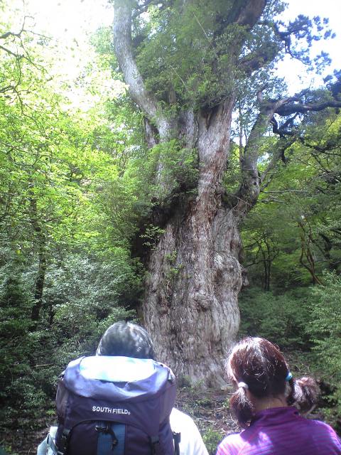 5月27日 縄文杉ツアー_f0220093_1636791.jpg