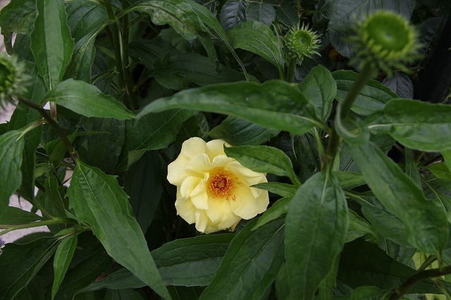 a0123003_0461587.jpg