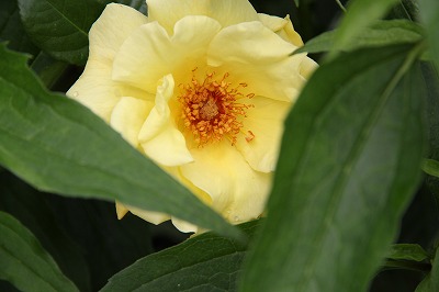 a0123003_0472961.jpg
