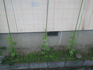 梅雨ですね。_d0077106_16515381.jpg