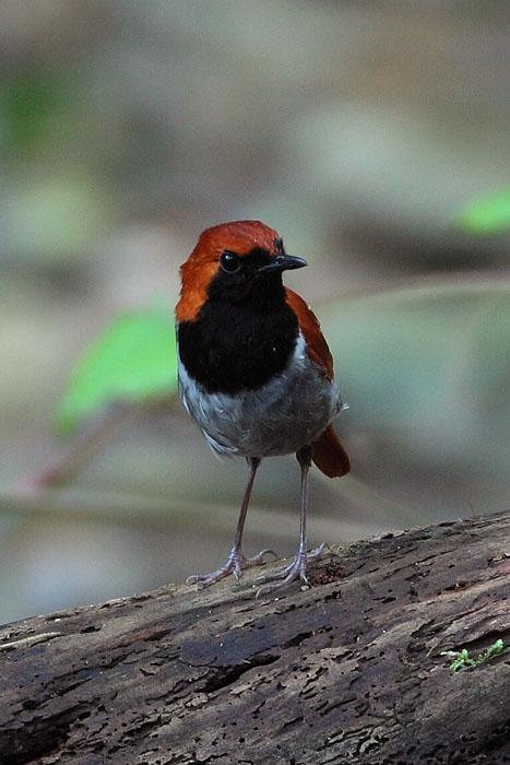 沖縄ヤンバルの森　アカヒゲ_d0053309_1661555.jpg