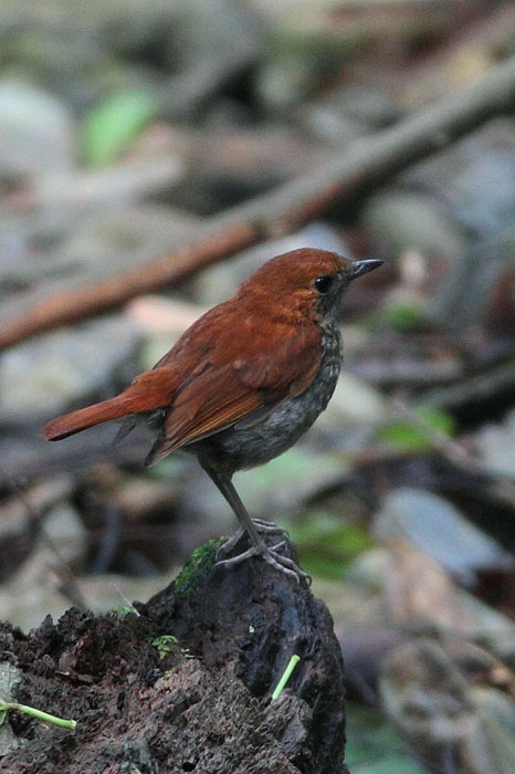 沖縄ヤンバルの森　アカヒゲ_d0053309_1663623.jpg