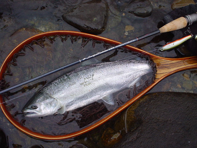 長良川 サツキマス37cm River Trekker 長良川 サツキマス37cm River Trekker
